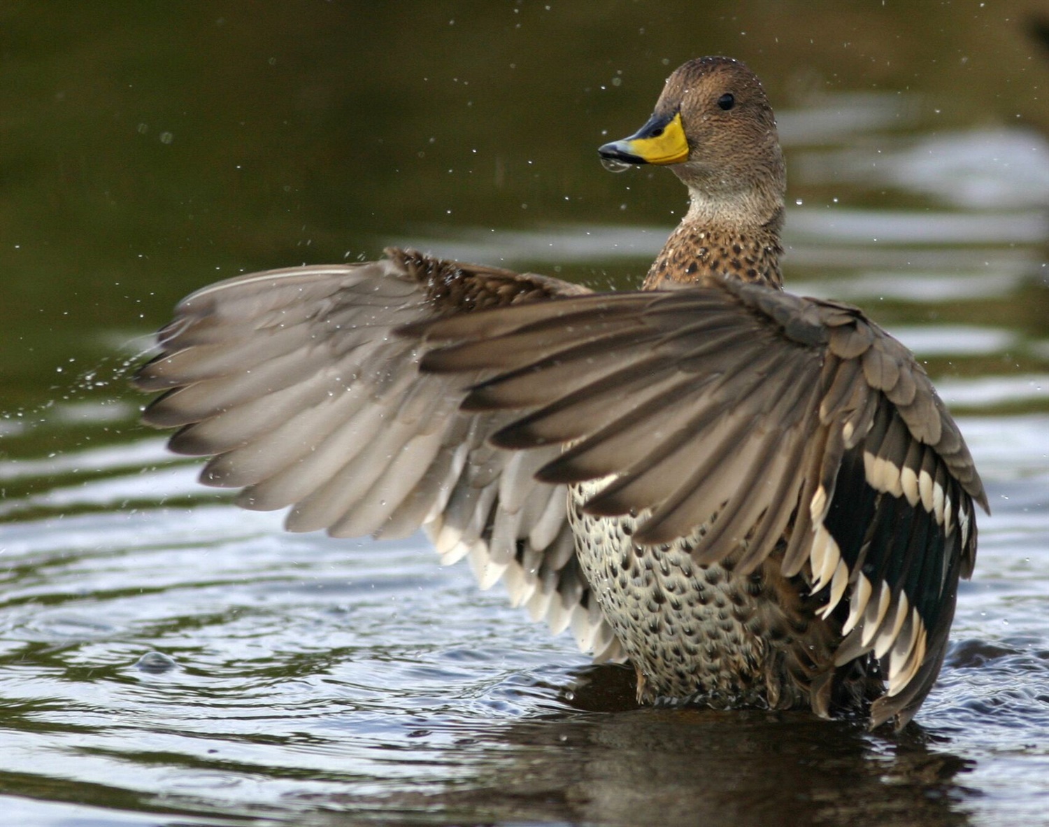 South Georgia pintail (Anas georgica georgica) – a species of duck. Credit Tony Martin